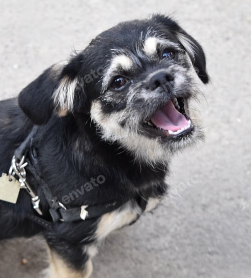 Preview: Smiling puppy