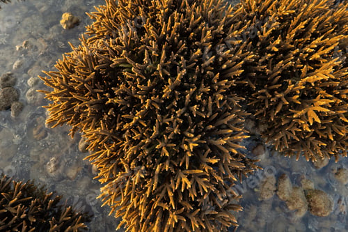 Preview: Coral species. Tropical reef tentacles in sea ocean water in Phuket island. Marine animal.