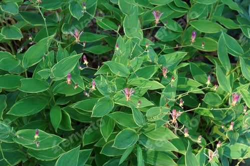Preview: Taiwanese Toad Lily (Tricyrtis Formosana)