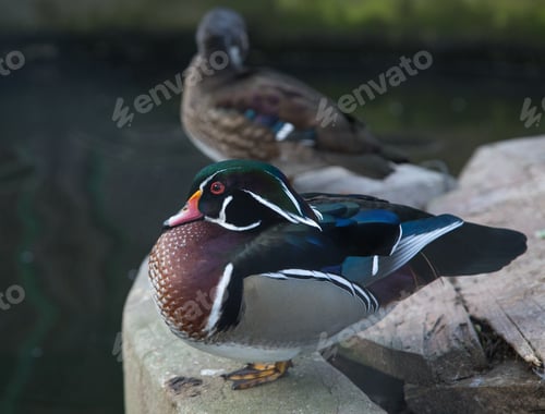 Preview: Wood duck with a white flare down the neck.