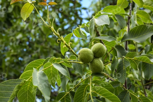 Preview: Green unripe walnuts on tree branch outdoors, bottom view