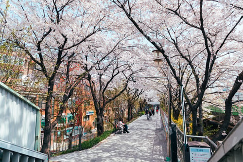 Preview: Cherry blossoms in Seoul South Korea