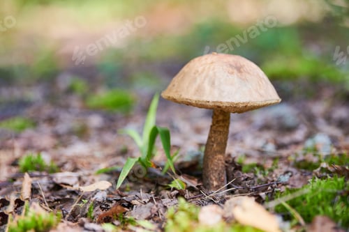 Preview: Leccinum versipelle mushroom in autumn forest. Orange birch bolete. Edible healthy meal.