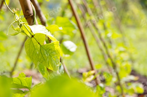 Preview: string bean in the garden