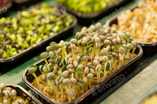 Preview: growing microgreens organic farming concept of pea germination rows of sprouts healthy eco food