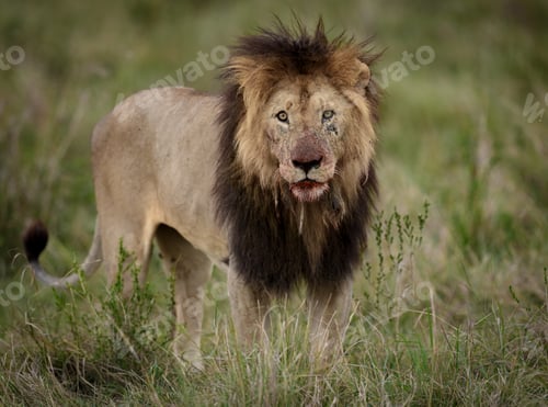 Preview: A Lion in Africa