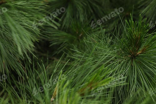 Preview: Cedar needles. fluffy green branches of a coniferous tree.