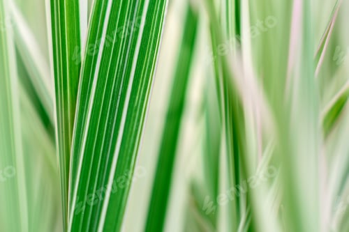 Preview: Beautiful flowers against the background of green plants