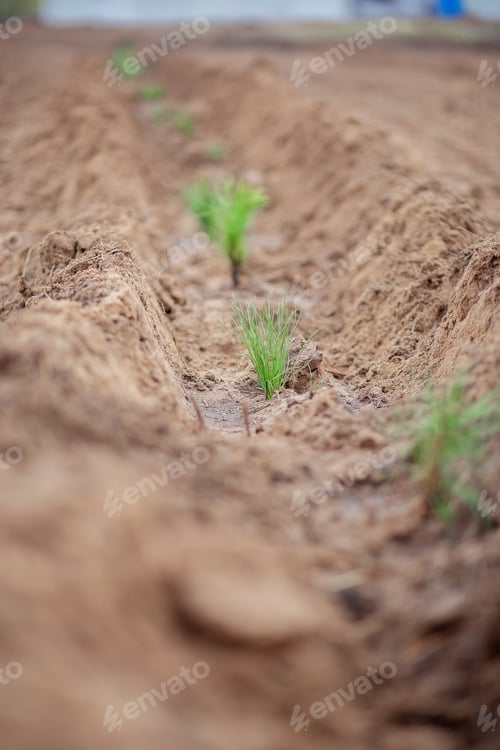 Preview: Planting young pine trees in the forest belt