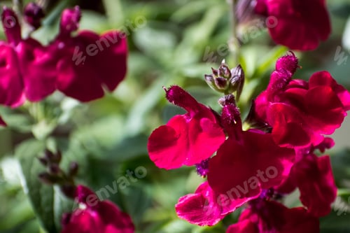 Preview: Autumn sage in bloom