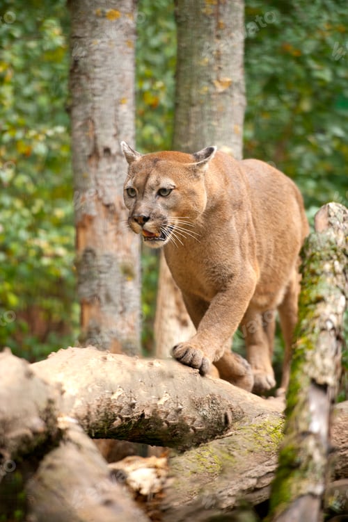 Preview: Cougar