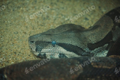 Preview: The Boa Constrictor is a beautiful snake.