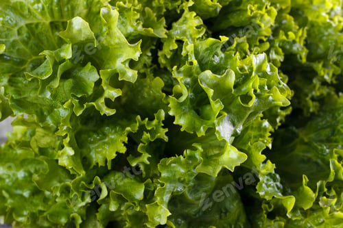 Preview: Green salad lettuce