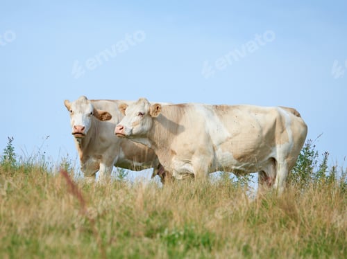 Preview: Cows - brown and white