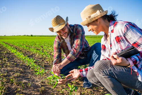 Farmers Examine Crop Seedlings in a Green Field