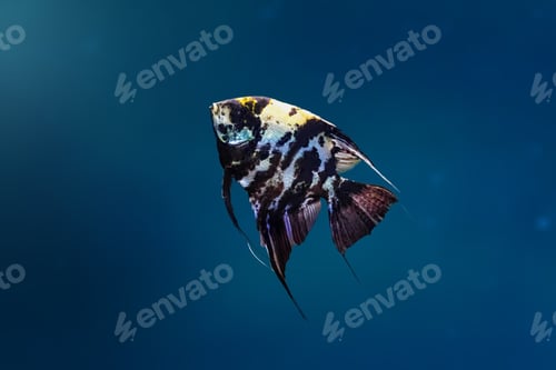 Preview: Marble Angelfish (Pterophyllum scalare) - Freshwater Fish