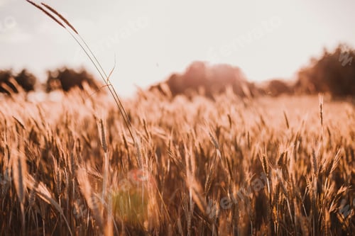 Preview: Gold Wheat Field. Beautiful Nature Sunset Landscape. Nature and sustainability concept