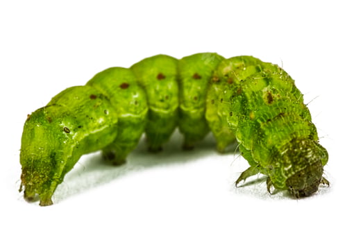 Preview: A close up of the green caterpillar, isolated on the white background