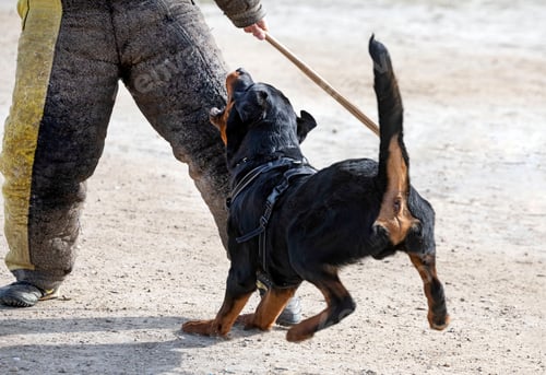 Preview: training of rottweiler