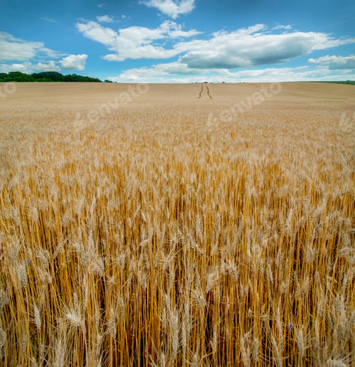 Vista previa: Golden wheat field under a blue sky