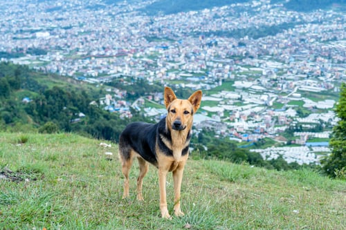 Preview: Close up view of Siting dog on ground