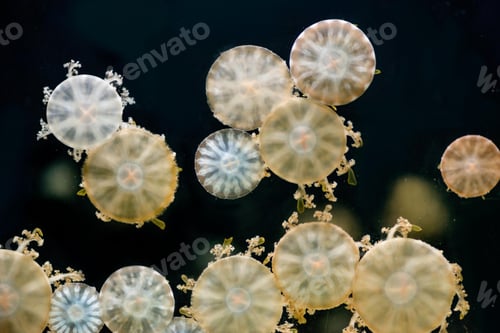 Preview: jellyfish, underwater, undersea