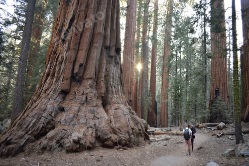 Preview: Friends walking in Sequoia National Park, California, the USA