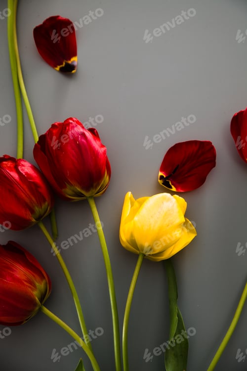Preview: Tulips