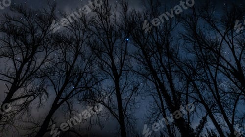 Preview: Low angle shot of bare tree silhouettes against a starry sky