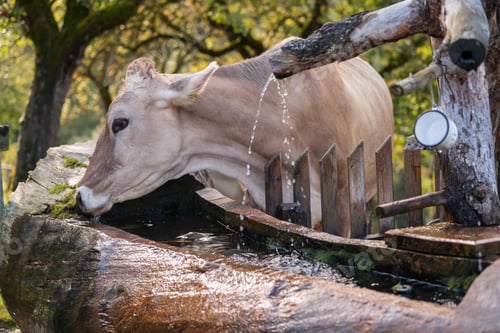 Preview: Big cow drinking water from a fountain at daytime
