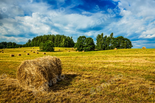 Preview: Hay bales on field