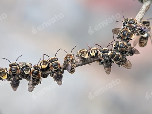 Preview: A group of stingless bees resting on a tree branch.