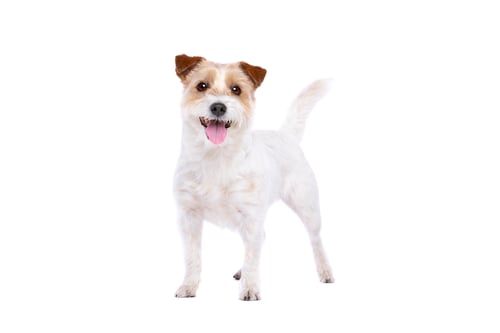 Preview: dog