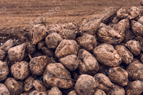 Preview: Sugar beet harvest