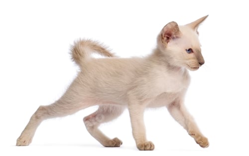 Preview: Oriental Shorthair kitten, 9 weeks old, walking against white background