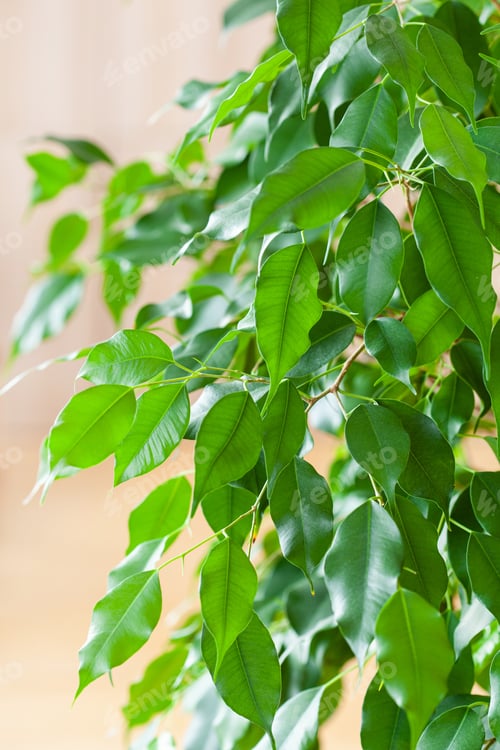 Preview: ficus benjamina large green houseplant