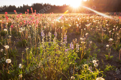 Preview: Mountains meadow