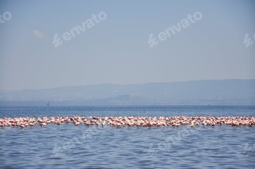 Preview: Flamingo. Flamingo Flock. Africa. Kenya. African flamingos.