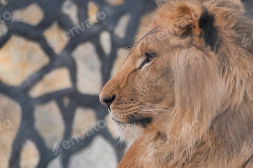 Preview: Lion resting near a patterned background in the zoo