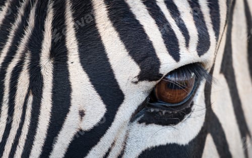 Preview: Closeup shot of zebra eye