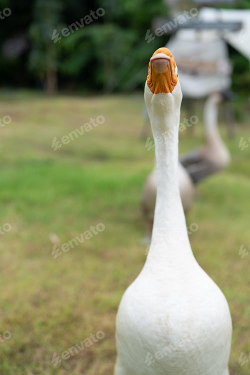 Preview: goose farming, animal living in nature farm, white goose bird or big duck with feather