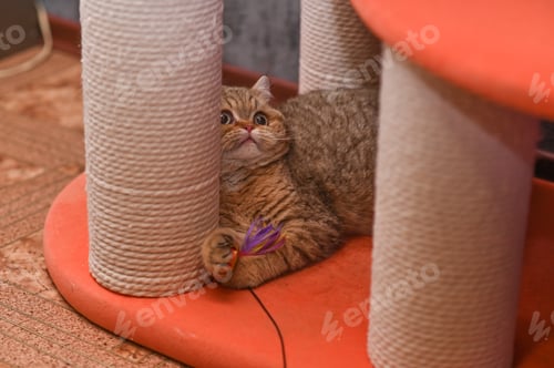 Preview: the cat is playing with a toy on the cat furniture.