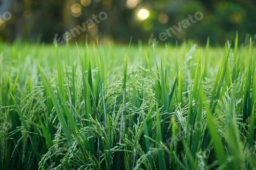 Preview: Young green rice plants in the field