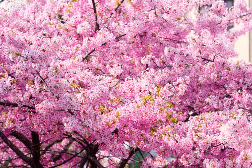 Preview: Full bloom pink cherry blossom petal blooming during spring