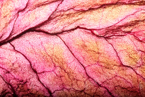 Preview: Dry Leaf Texture Abstract Background