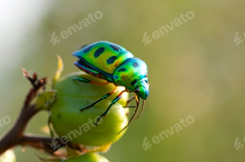 Preview: ladybird on a branch