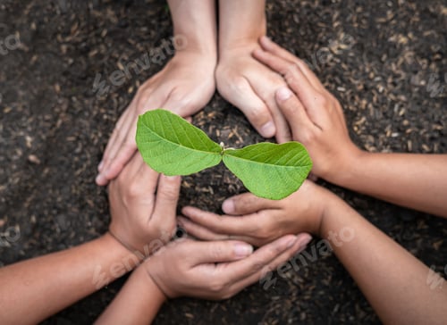 Preview: Hand of people protection new leaf of seedling in the soil and protect young plant to growing