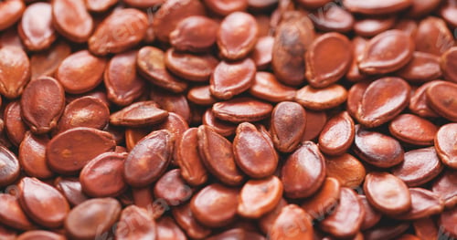 Preview: Dry red watermelon seed