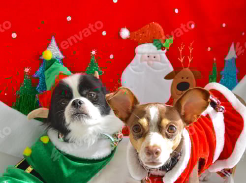 Preview: Two Dogs Wearing Christmas Costumes in Front Backdrop