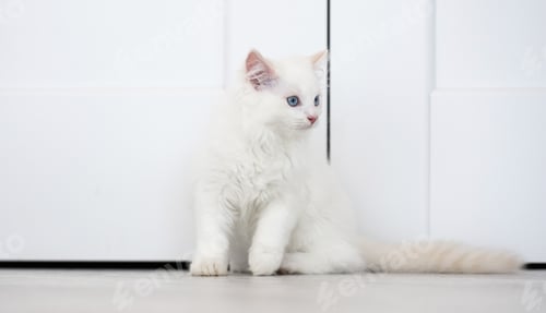 Vista previa: Ragdoll cat indoors